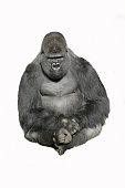 istock Image of a sitting gorilla against a white background 186851760