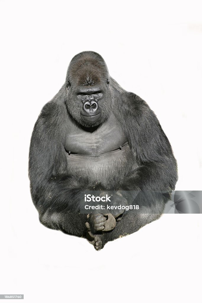 Image of a sitting gorilla against a white background pic of Gorilla cutout. Gorilla Stock Photo