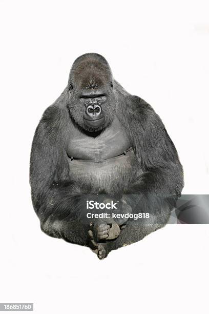 Image Of A Sitting Gorilla Against A White Background Stock Photo - Download Image Now