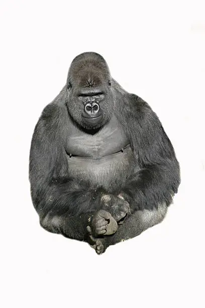 pic of Gorilla cutout.