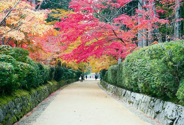 Walkway with beautiful maple trees leading to the Garan temple complex in Koyasan,Japan.