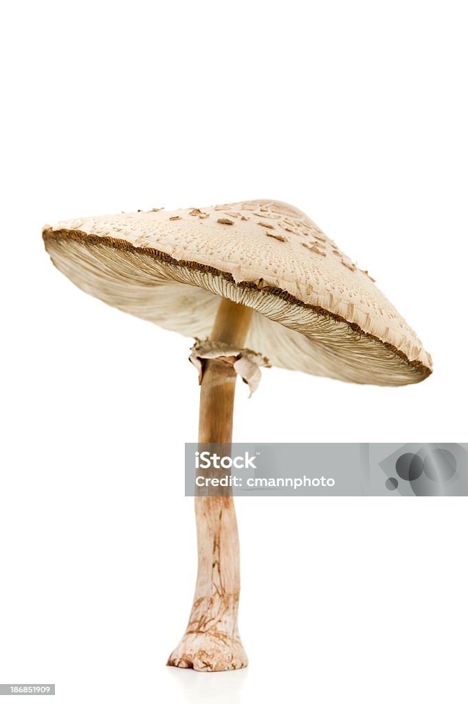독성 버섯, Chlorophyllum molybdites - 로열티 프리 버섯 스톡 사진