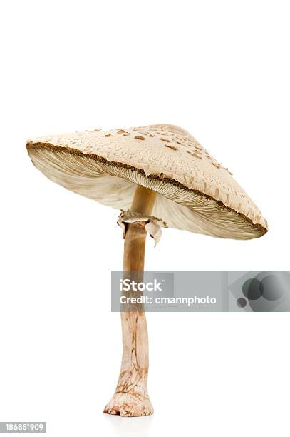 독성 버섯 Chlorophyllum Molybdites 버섯에 대한 스톡 사진 및 기타 이미지 - 버섯, 흰색 배경, 0명