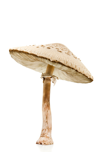 Poisonous Mushrooms, Chlorophyllum molybdites, some common names of false parasol or green-spored parasol. It is commonly confused with the shaggy parasol; and is the most commonly consumed poisonous mushroom in North America.