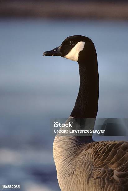 Canada Goose Крупный План — стоковые фотографии и другие картинки Lake Waterfowl - Lake Waterfowl, Без людей, Величественный