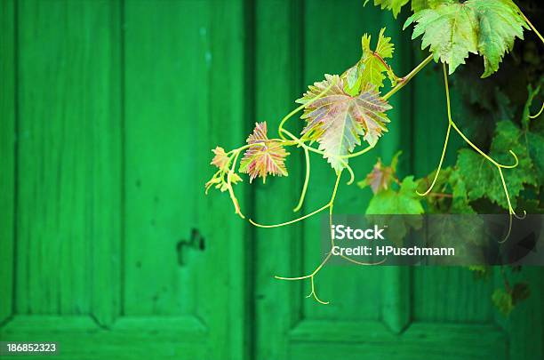 Foglie Di Vite - Fotografie stock e altre immagini di Amorgos - Amorgos, Colore verde, Composizione orizzontale