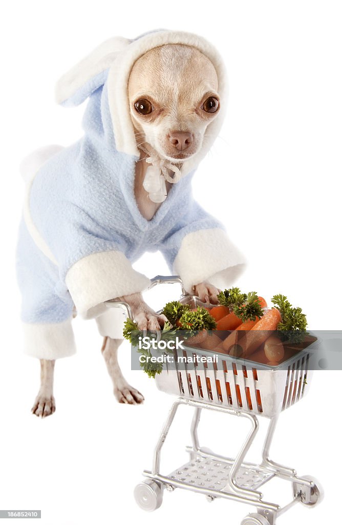 shopping a little chihuahua dressed as a rabbit with a shopping cart full of carrots http://www.istockphoto.com/file_search.phpaction=file&lightboxID=7748201] Dog Stock Photo