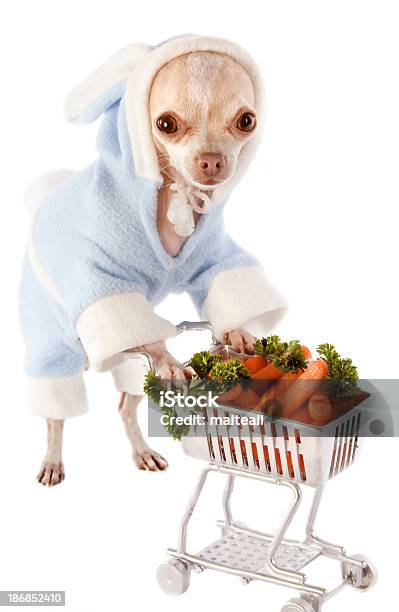 Shopping Stock Photo - Download Image Now - Dog, Easter, Happiness