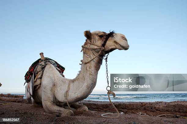 Photo libre de droit de Chameau De Repos banque d'images et plus d'images libres de droit de Afrique - Afrique, Bleu, Chameau