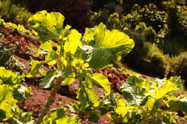 istock Lettuce in Vegetable Garden 1868526050