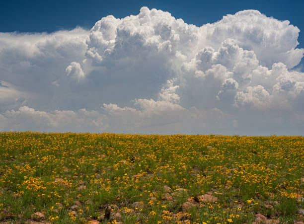 Coreopsis and Thunderclouds, Wichita Mountains NWR, OK