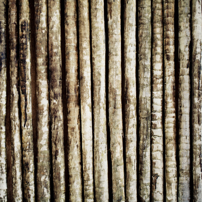 Bamboo trunks background.