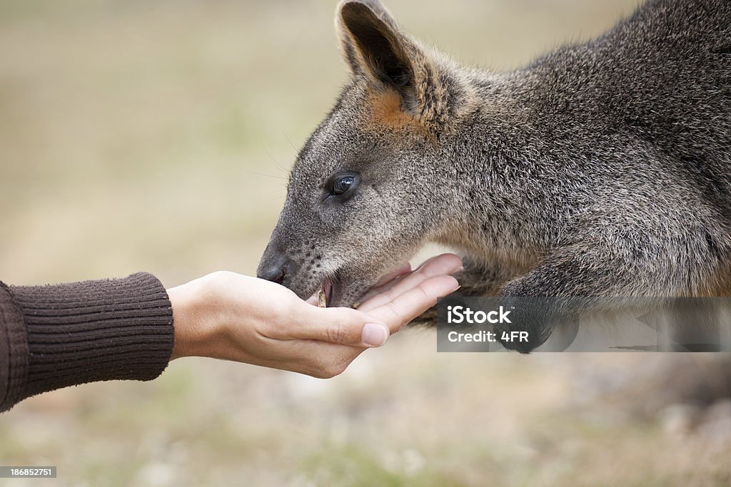 Lactancia Kangaroos salvaje (XXXL - Foto de stock de Canguro libre de derechos