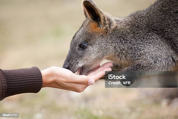 Lactancia Kangaroos Salvaje Xxxl Foto de stock y más banco de imágenes de Canguro - Canguro, 20-24 años, Actividades recreativas