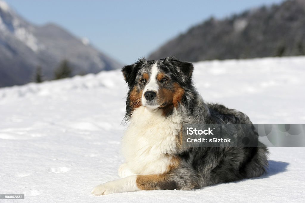 ご休息 - 犬のロイヤリティフリーストックフォト