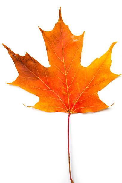 Sugar Maple Leaf Images – Browse 167,302 Stock Photos, Vectors, and Video