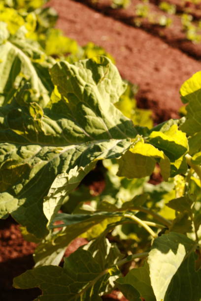 istock Lettuce in Vegetable Garden 1868531899