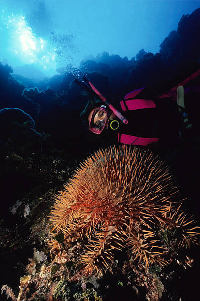 A diver girl talking pictures underwater