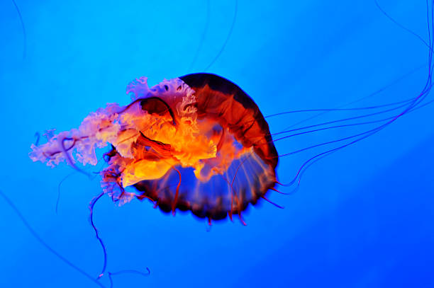 meduse - アンドンクラゲ ストックフォトと画像