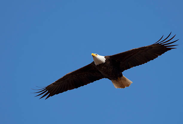 istock Independent Bald Eagle Flying Blue Sky Over America, Vast Wingspan 186853706