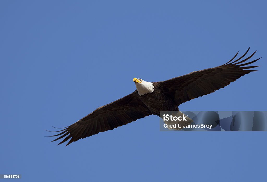 Águia Careca independentes a voar céu azul sobre a América, grande Wingspan - Royalty-free 4 de Julho Foto de stock