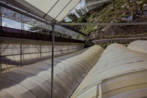 istock Horticulture greenhouse cultivation. 1868537319