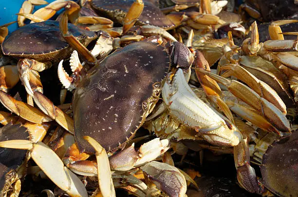"Close-up of Live dungeness crabs (Metacarcinus magister)  in a shipping container after being off loaded from a fishing boat.Please view related images below or click on the banner lightbox links to view additional images, from related categories."