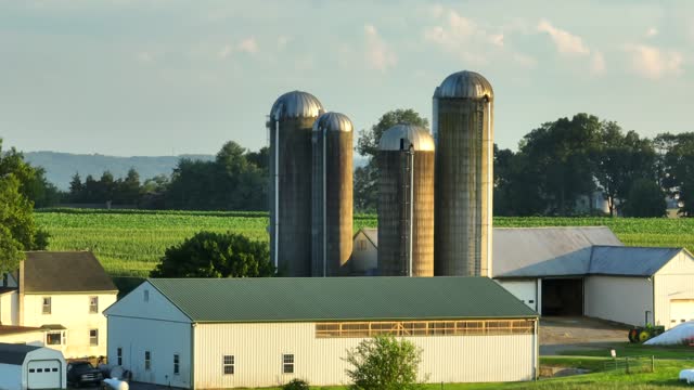 Cornfield in tassel during summer. Aerial rising shot revealing quaint farmhouse, barns, and silos on American farm.