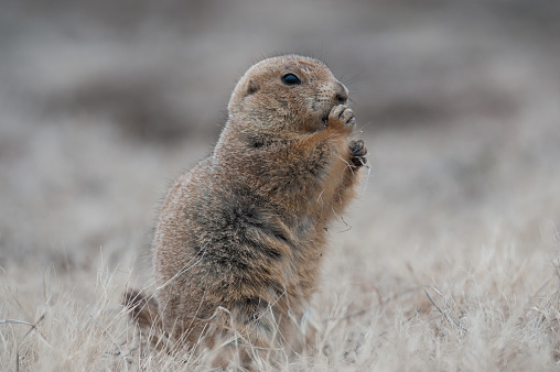 Ground squirrel standing waist-deep in the grass on a beautiful background and shouts.