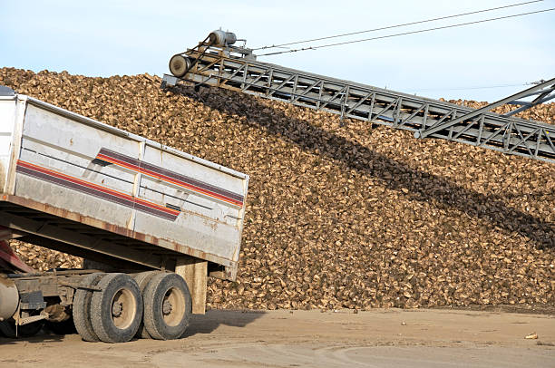 istock Dump truck and pile of harvested sugar beets 186854232