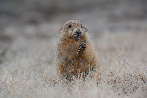 This prairie dog was photographed in late Winter at the Wichita Mountains of Oklahoma. Its fur coat is thick to ward off the Winter chill.