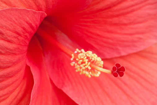 Macro image of beautiful hibiscus