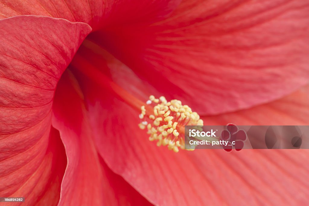 Hibiscus Macro image of beautiful hibiscus Hibiscus Stock Photo