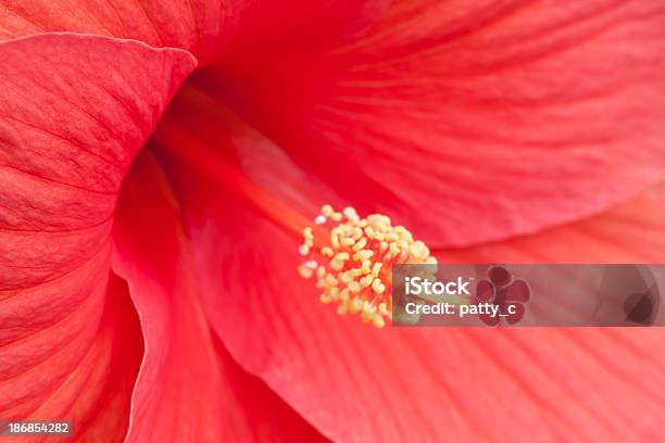 Hibiscus Stock Photo - Download Image Now - Hibiscus, Macrophotography, Backgrounds