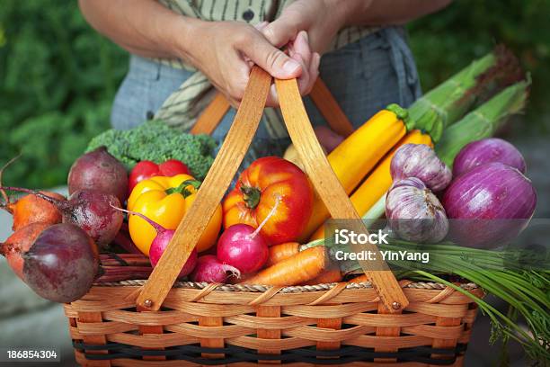 채소 정원 바구니 신선한 음식 수확하다 유기 원예용 건강한 식생활에 대한 스톡 사진 및 기타 이미지 - 건강한 식생활, 성년 여자, 야외