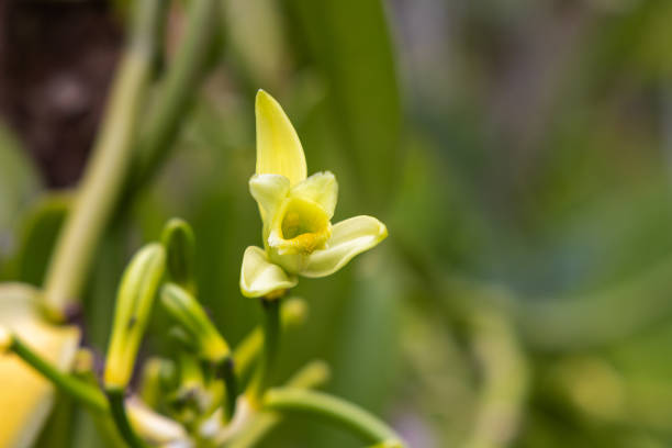 kuvapankkikuvat ja rojaltivapaat kuvat aiheesta vaniljakukka kukassa, bali - yellow vanilla flower with green leaves