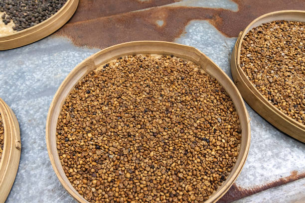 istock Coffee beans are dying in rural Bali, Indonesia 1868543324