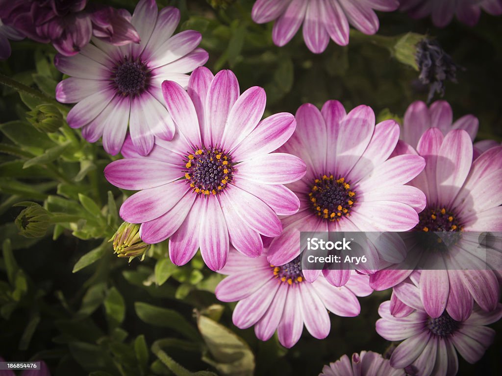 Viola Daisiers al sole - Foto stock royalty-free di Ambientazione esterna