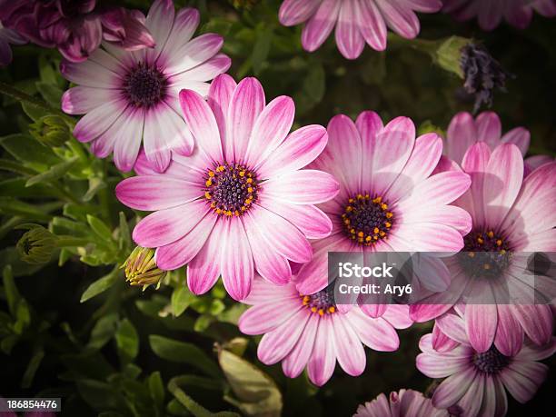 Viola Daisiers Al Sole - Fotografie stock e altre immagini di Ambientazione esterna - Ambientazione esterna, Composizione orizzontale, Famiglia delle margherite