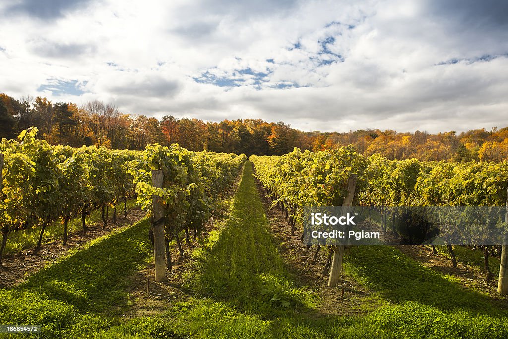 Winogrona na wino winorośli - Zbiór zdjęć royalty-free (Alkohol - napój)
