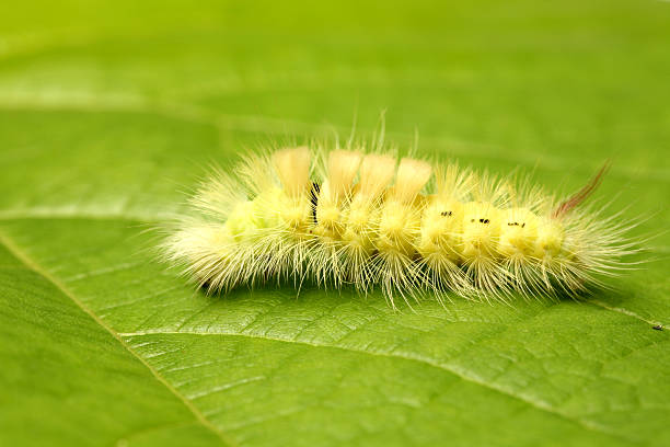 caterpillar - lepidopteron fotografías e imágenes de stock