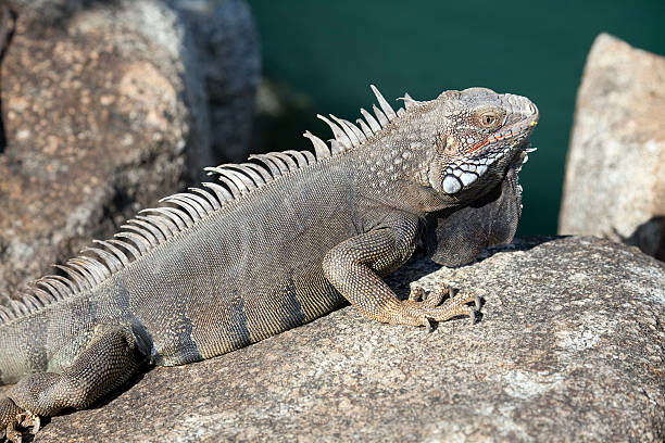 Iguana basking on rocks, Oranjestad, Aruba