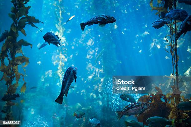 Sea Life And Fish Underwater Stock Photo - Download Image Now - Aquarium, Atlantic Ocean, California