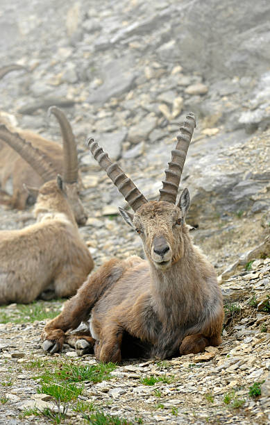 istock Swiss Alpine Ibex in the mist 186855180