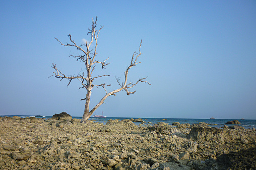 dry tree on the beach
