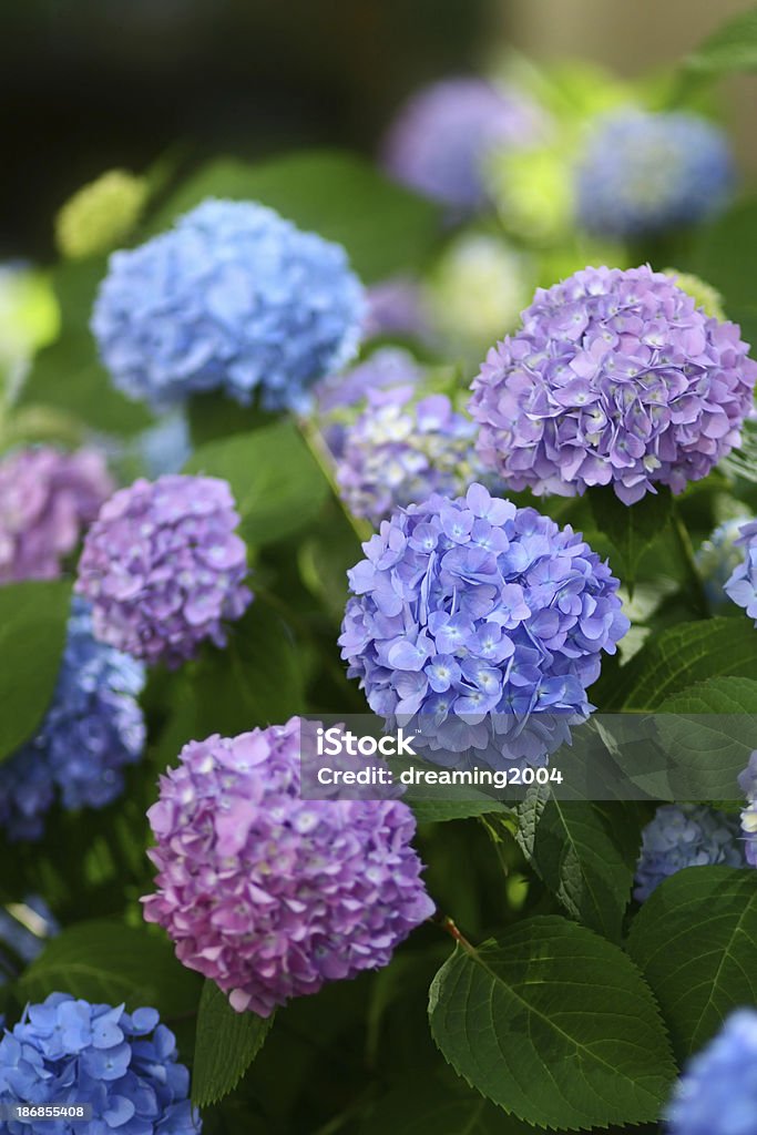 Hydrangea - Lizenzfrei Hortensie Stock-Foto