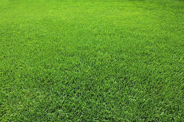 istock Green Grass. XXXL 186855414
