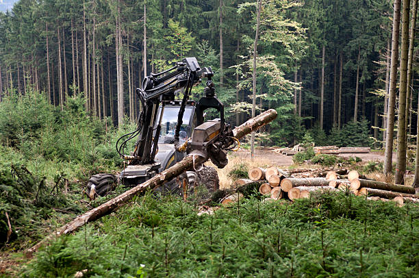 Harvesting by the modern machine in the forest.
