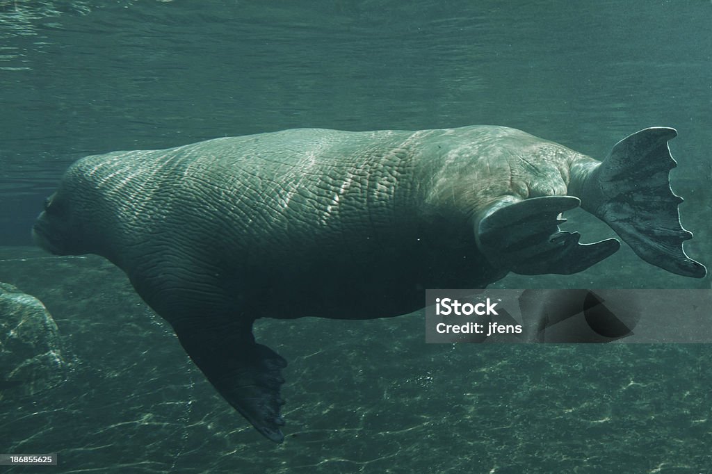 Morse sous-marine - Photo de Animaux en captivité libre de droits