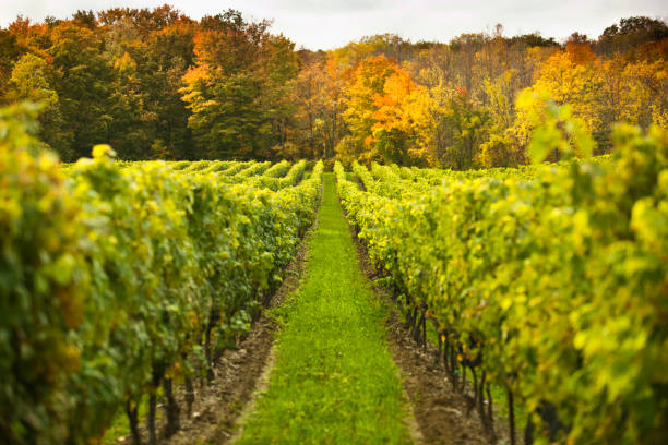 vignoble de raisin sur la vigne - vineyard california napa valley vine photos et images de collection